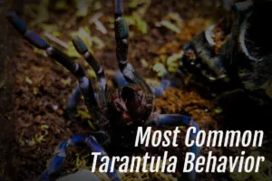 /img/17167-tarantula-molting.webp