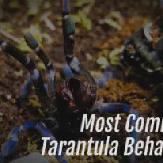 /img/17167-tarantula-molting.webp