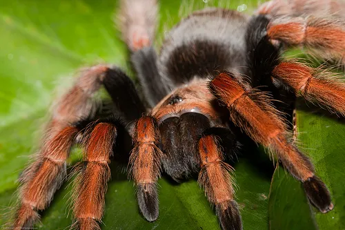 17168 different tarantula species