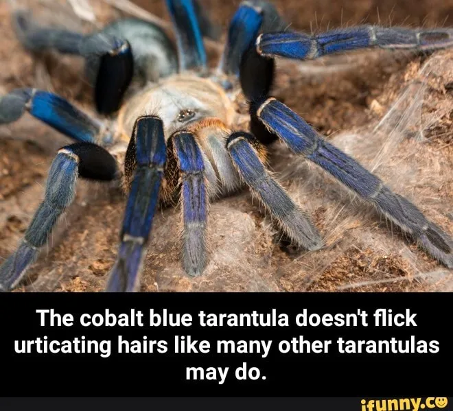 /img/17168-safe-tarantula-handling.webp