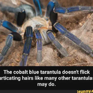 /img/17168-safe-tarantula-handling.webp