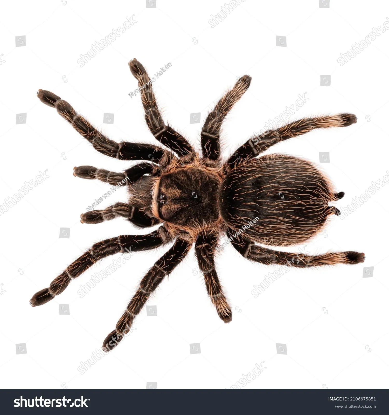 17168 tarantula enclosure