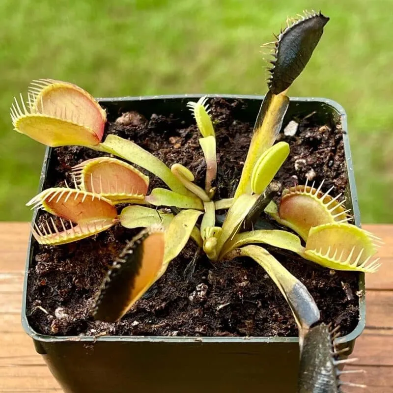 17169 tarantula vs venus flytrap image6
