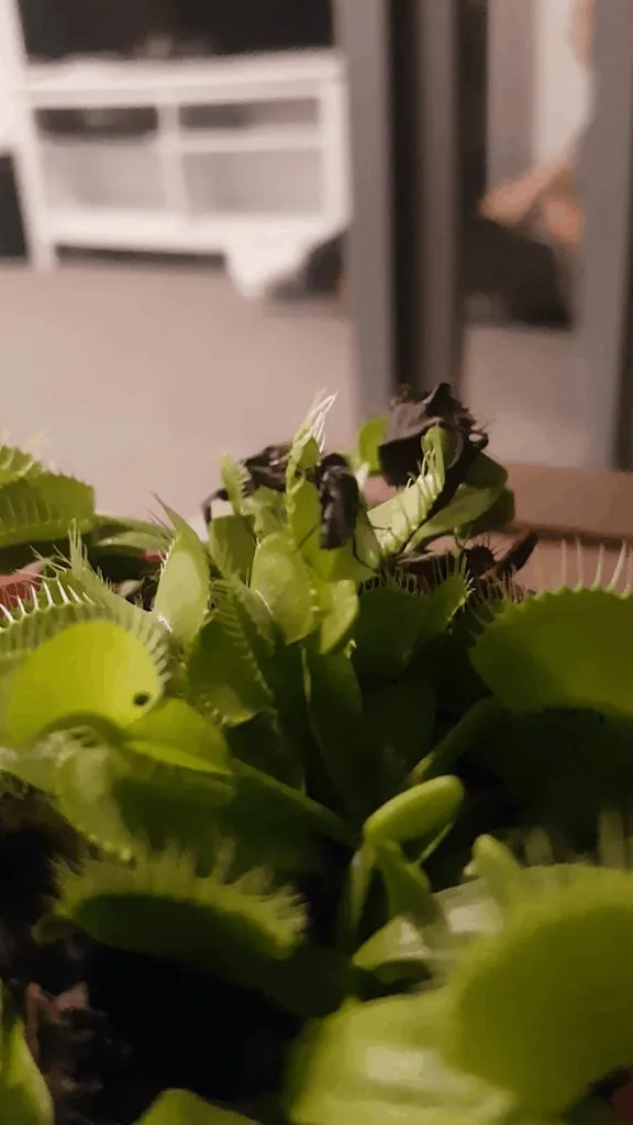 17169 venus flytrap image3