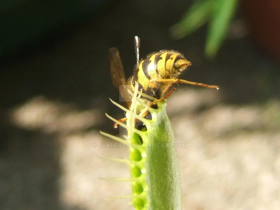 /img/17169-venus-flytrap-image7.webp