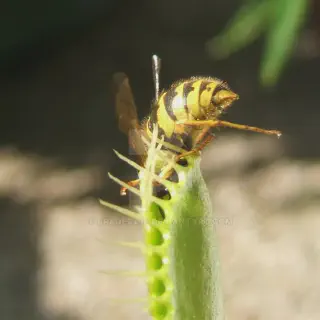 /img/17169-venus-flytrap-image7.webp