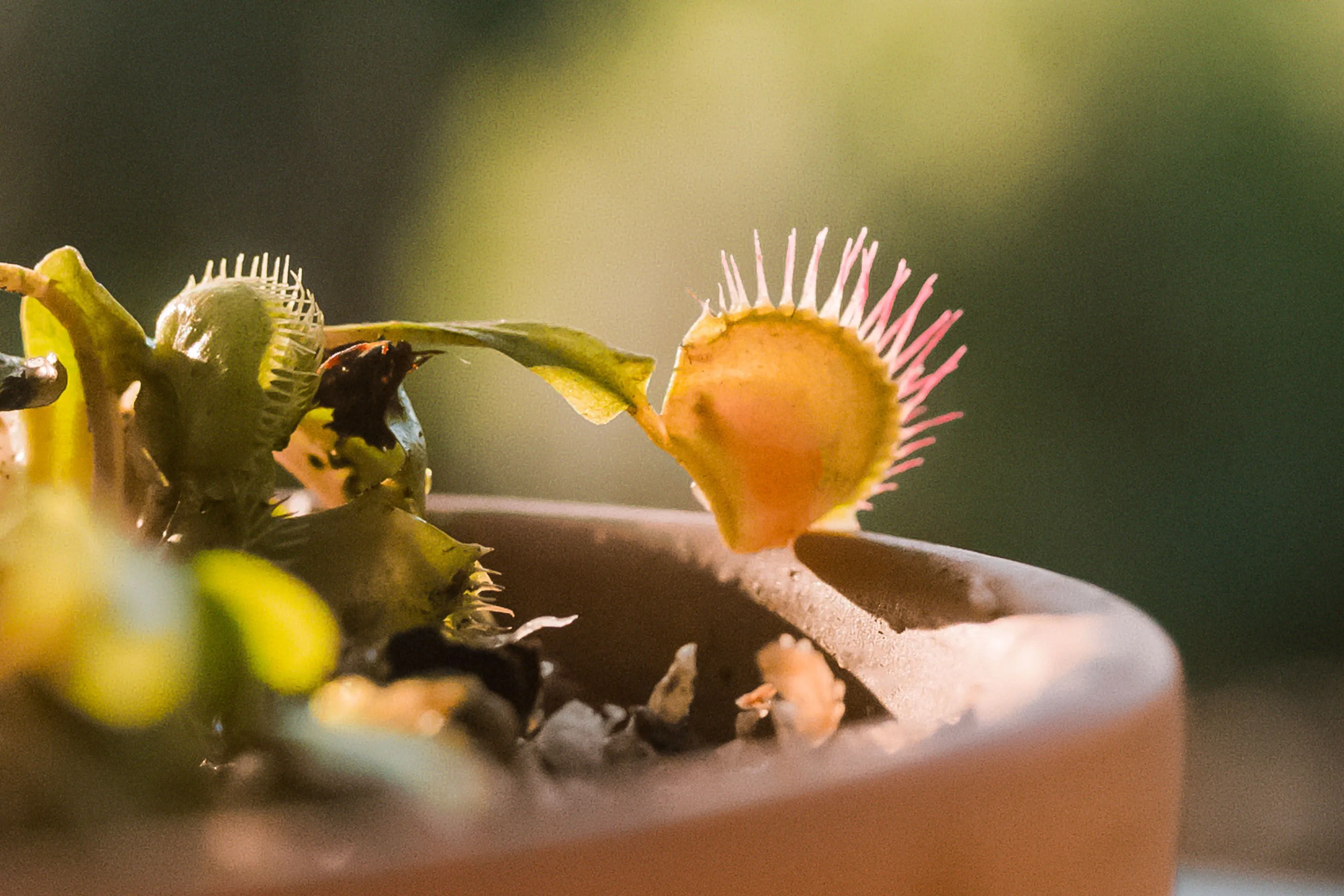 17169 venus flytrap vs tarantula image2