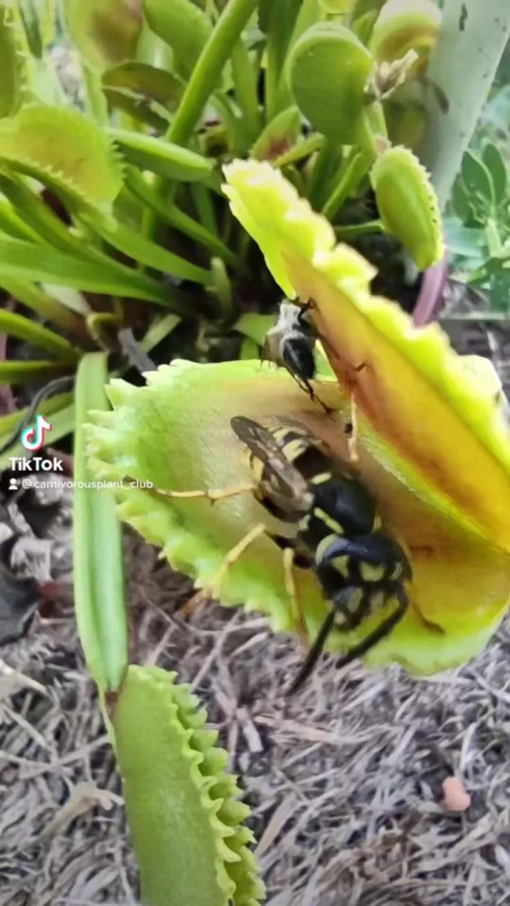 17169 venus flytrap vs tarantula image5