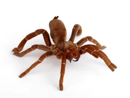17170 tarantula close up