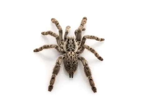 17170 tarantula handling