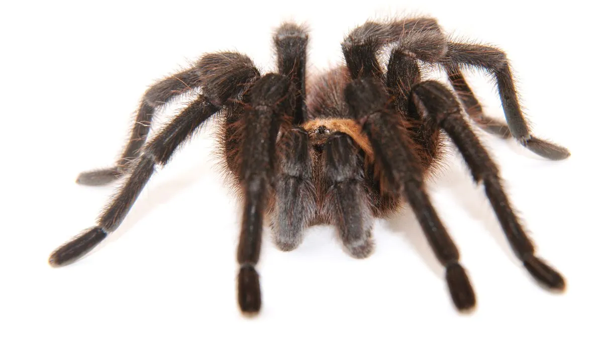 17170 tarantula species
