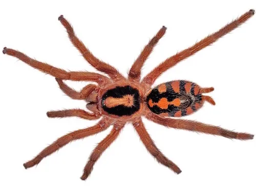 /img/17170-tarantula-supplies.webp