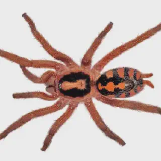 /img/17170-tarantula-supplies.webp