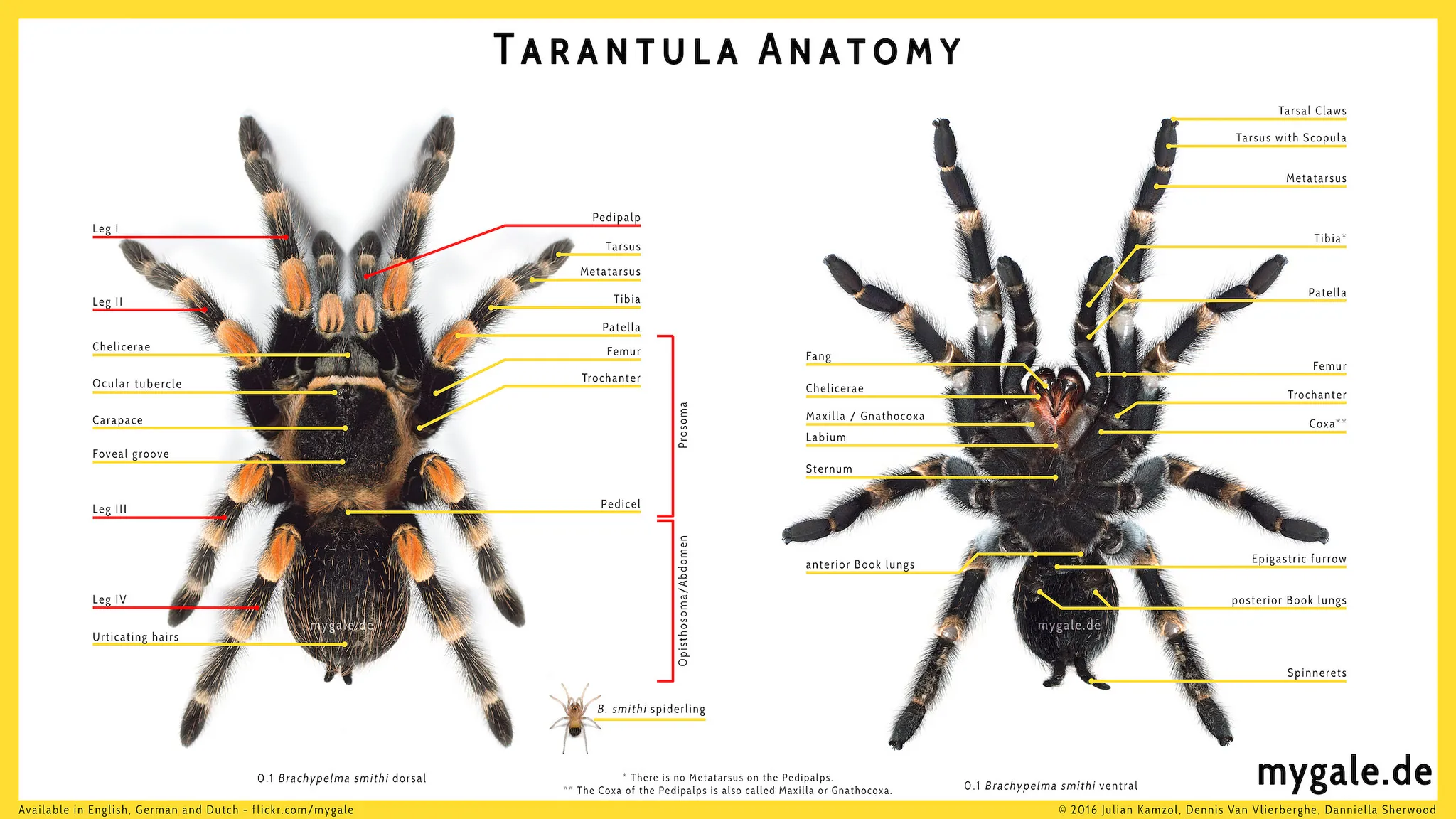 17171 tarantula abdomen