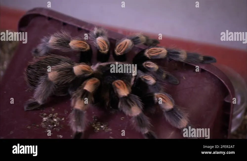 17171 tarantula cephalothorax