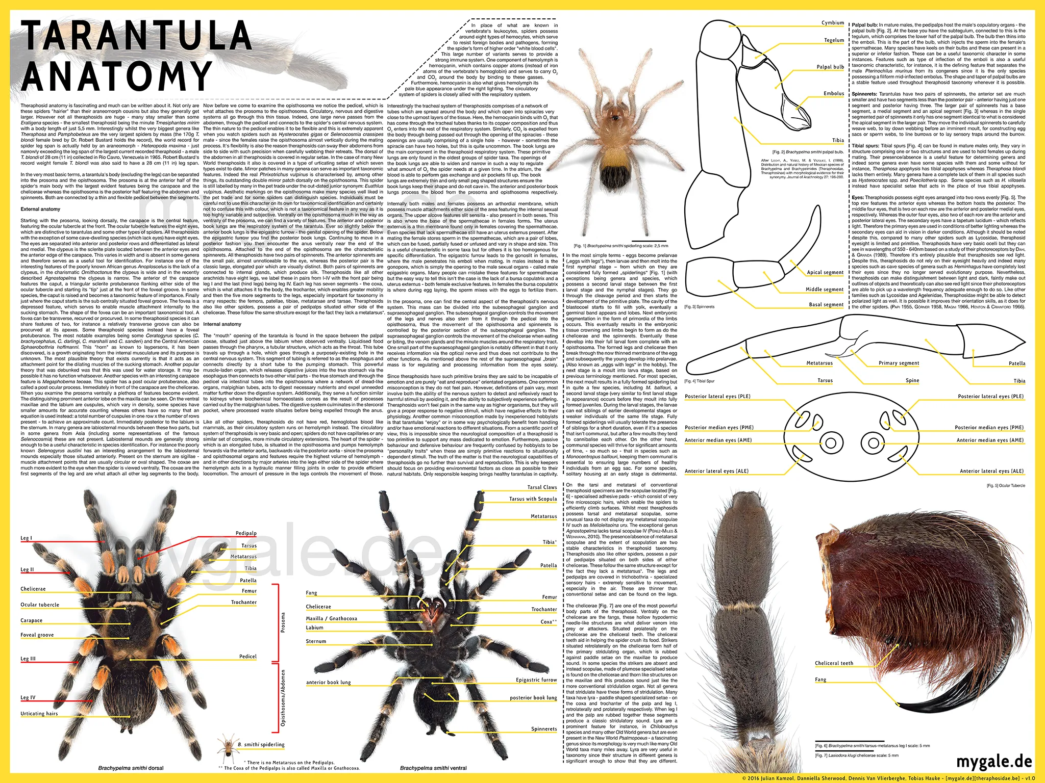 17171 tarantula chelicerae