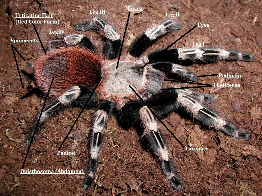 17171 tarantula eyes