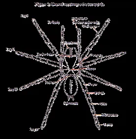 17171 tarantula legs