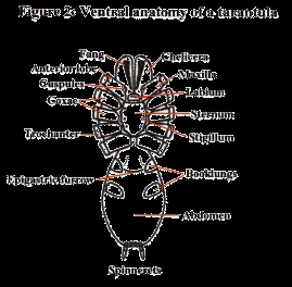 /img/17171-tarantula-molting.webp