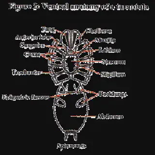 /img/17171-tarantula-molting.webp