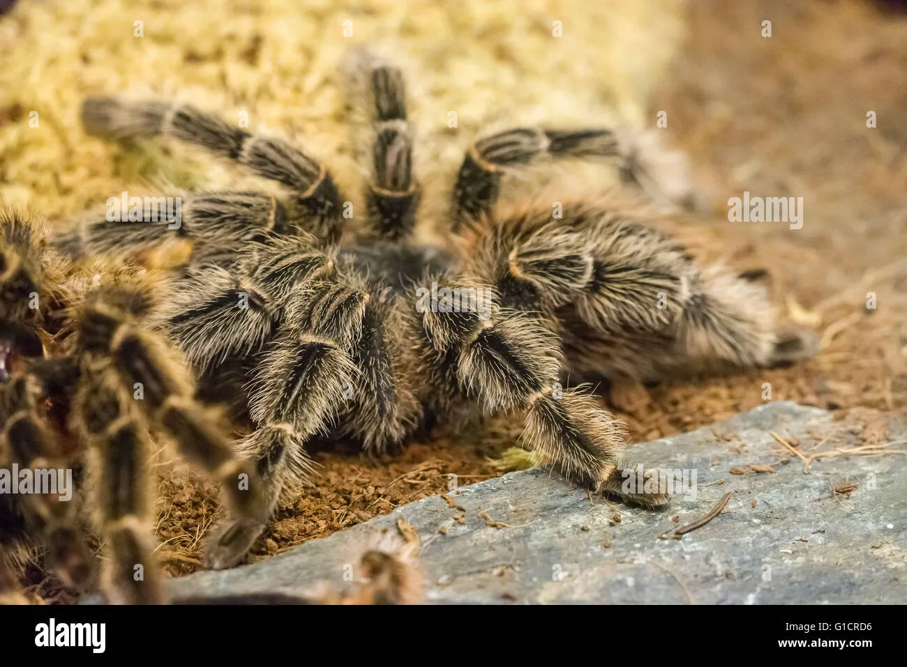 17172 tarantula bite first aid