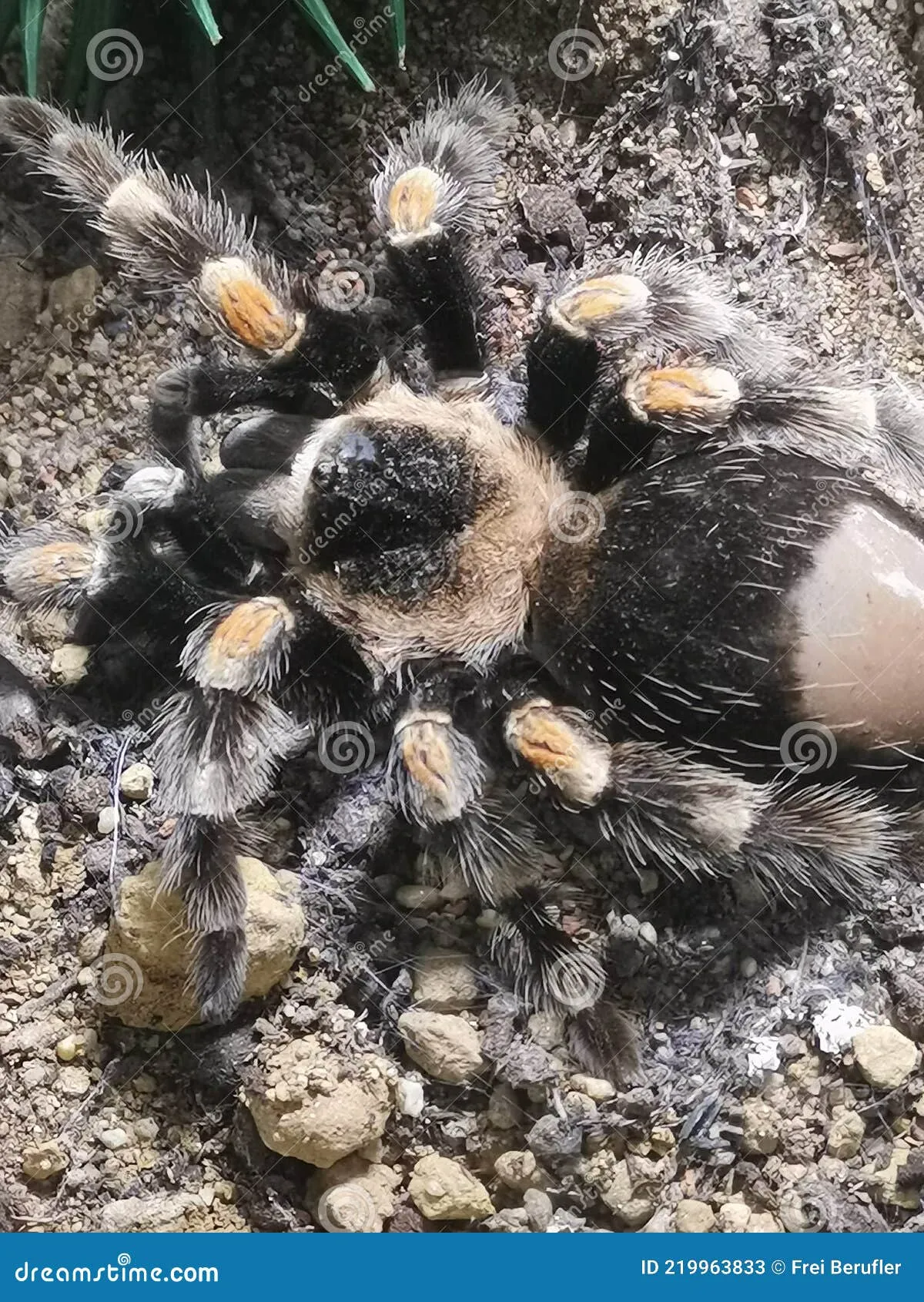 17172 tarantula bite reaction