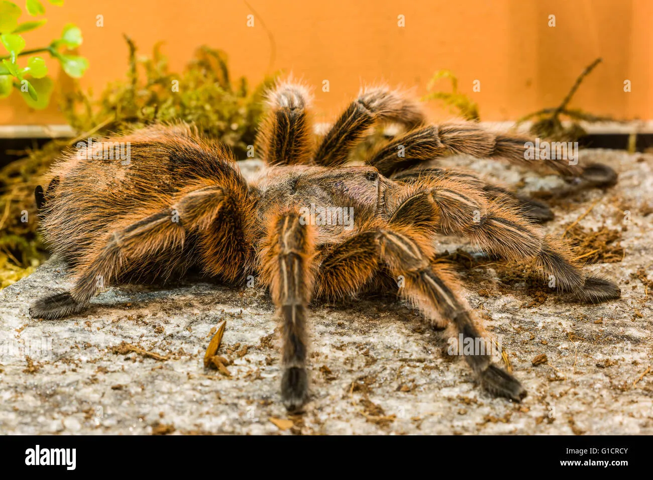 /img/17172-tarantula-enclosure.webp