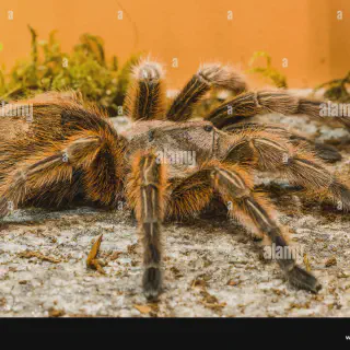 /img/17172-tarantula-enclosure.webp