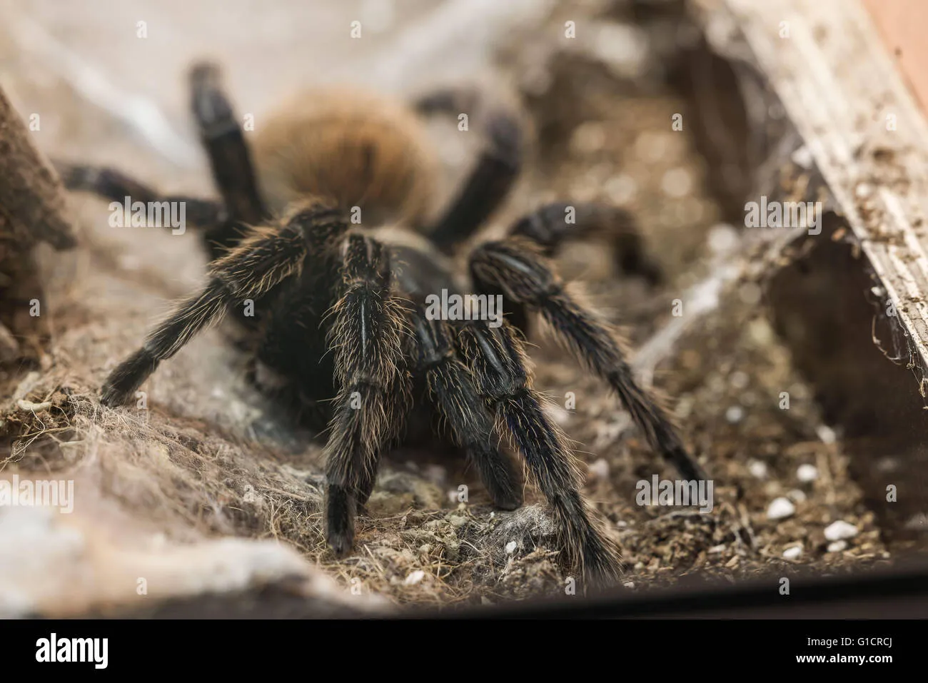 17172 tarantula handling