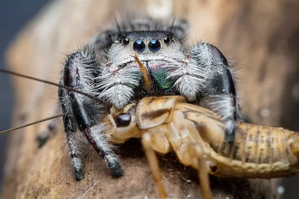 17174 cricket for tarantula