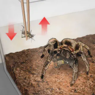 /img/17174-healthy-tarantula.webp