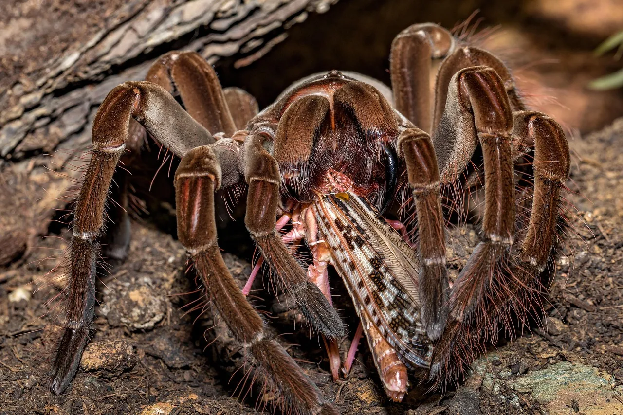 17174 tarantula eating