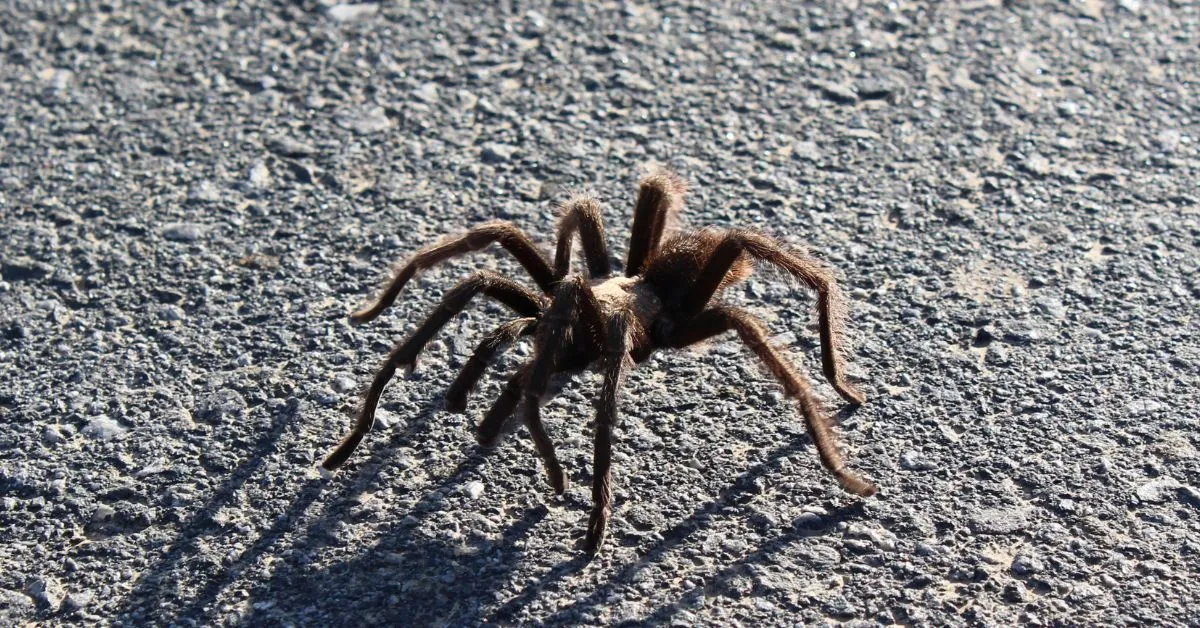 17175 colorado tarantula migration image2