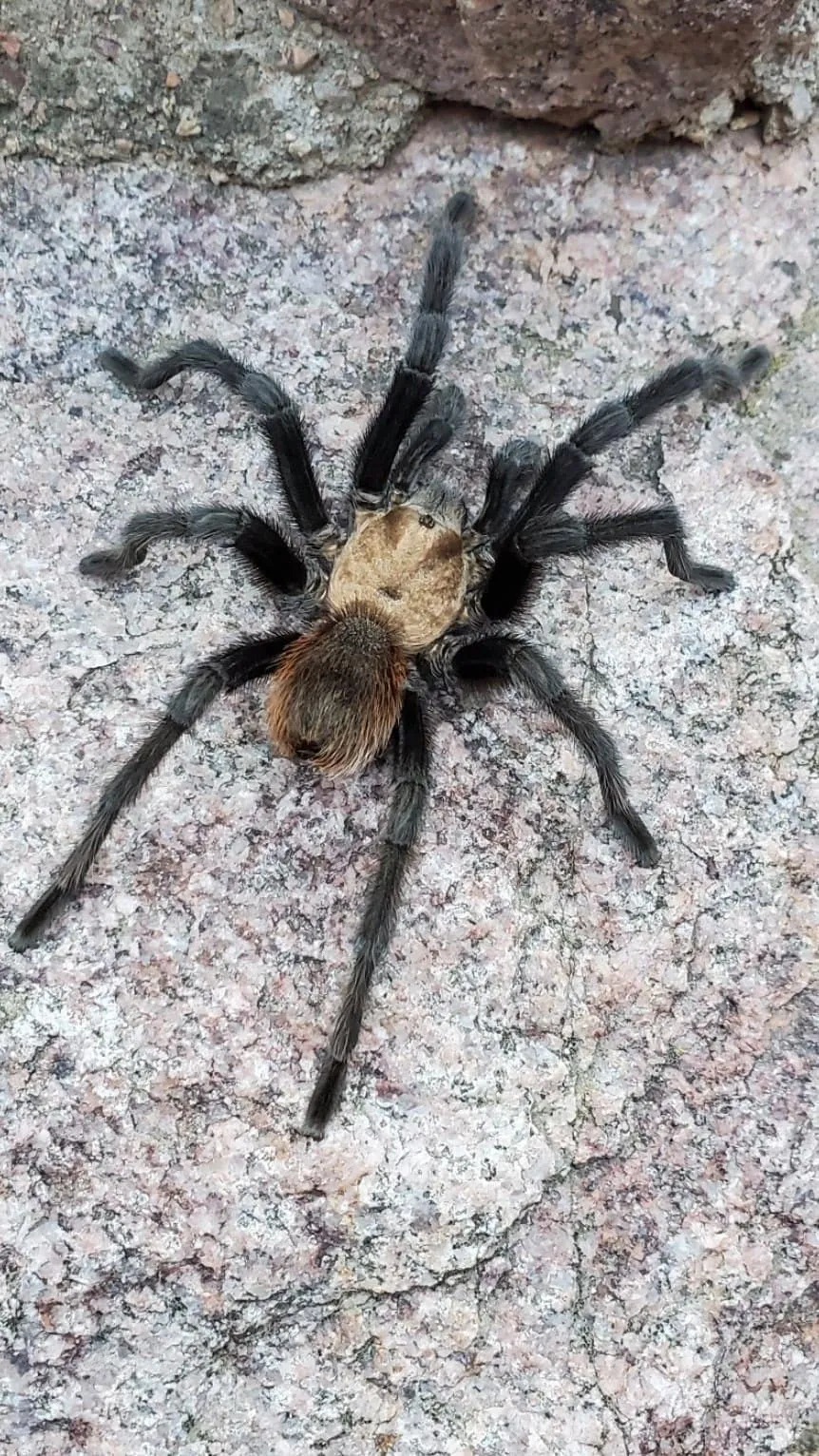 17175 colorado tarantula migration image3