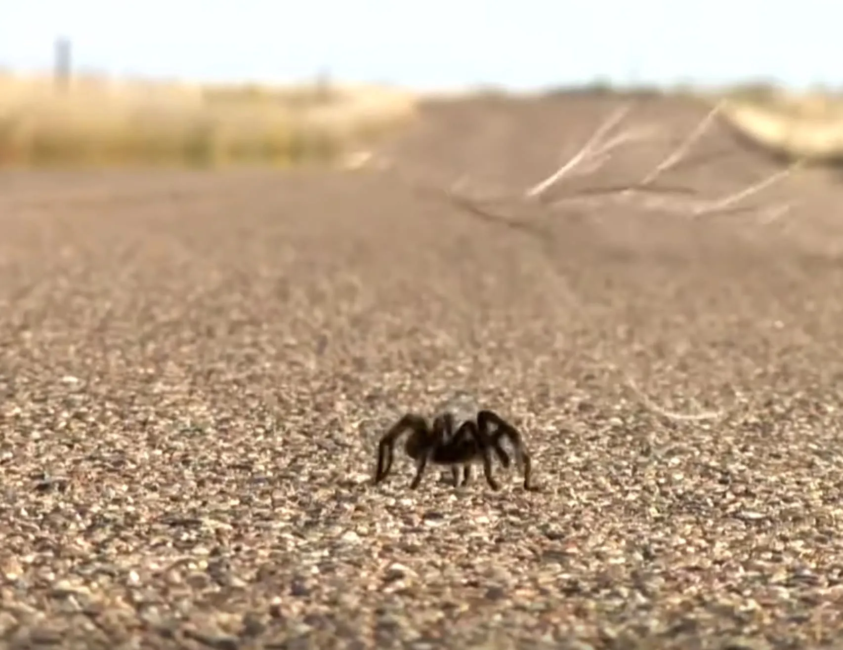 17175 colorado tarantula migration image5