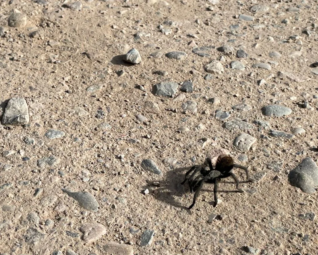 17175 colorado tarantula migration image6