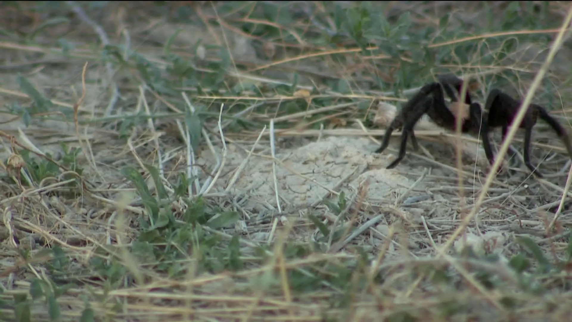 /img/17175-colorado-tarantula-migration-image7.webp