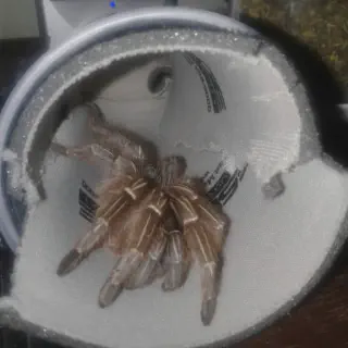 /img/17177-choosing-tarantula-insurance.webp