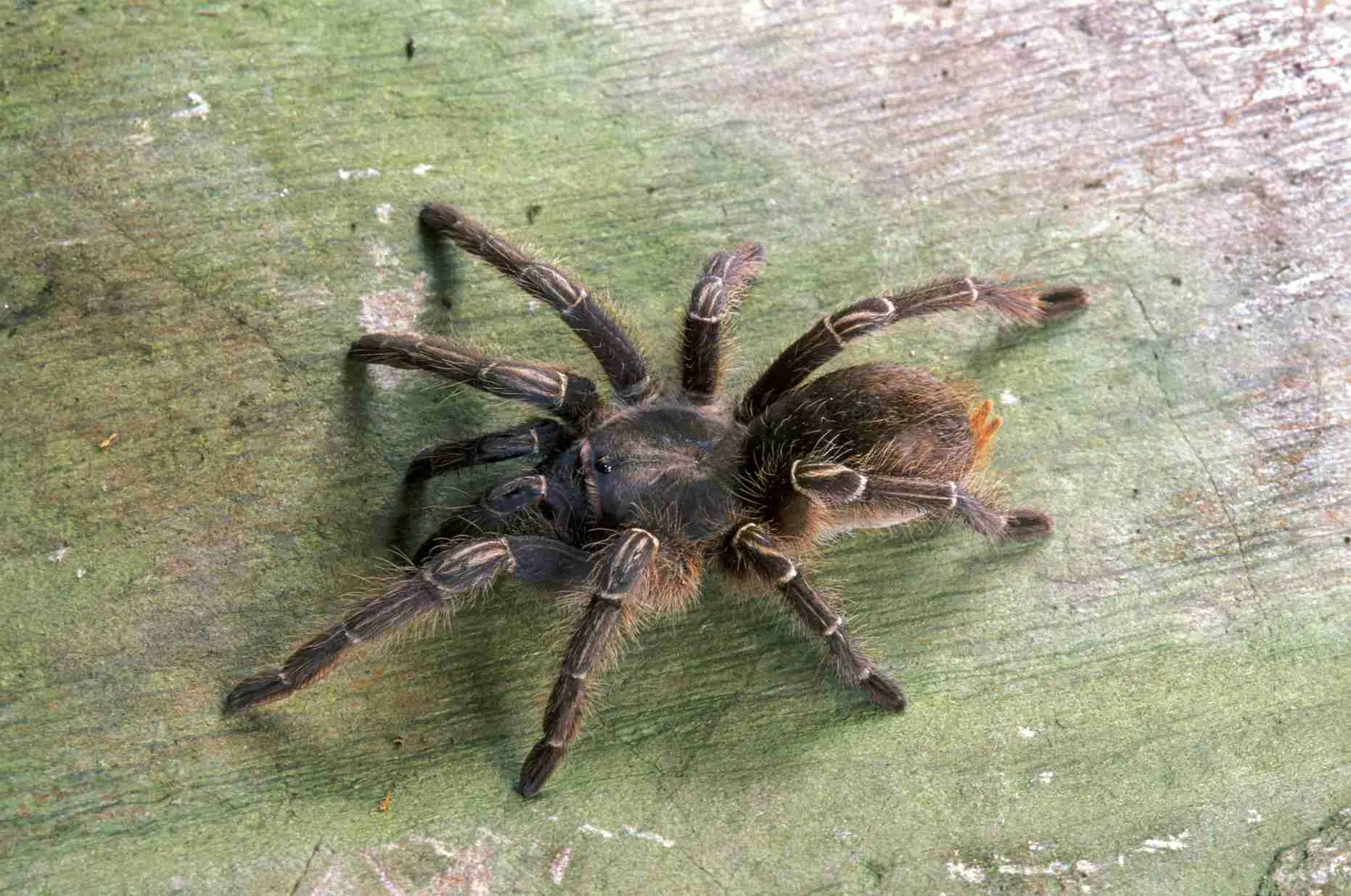 17177 veterinary specialist tarantula