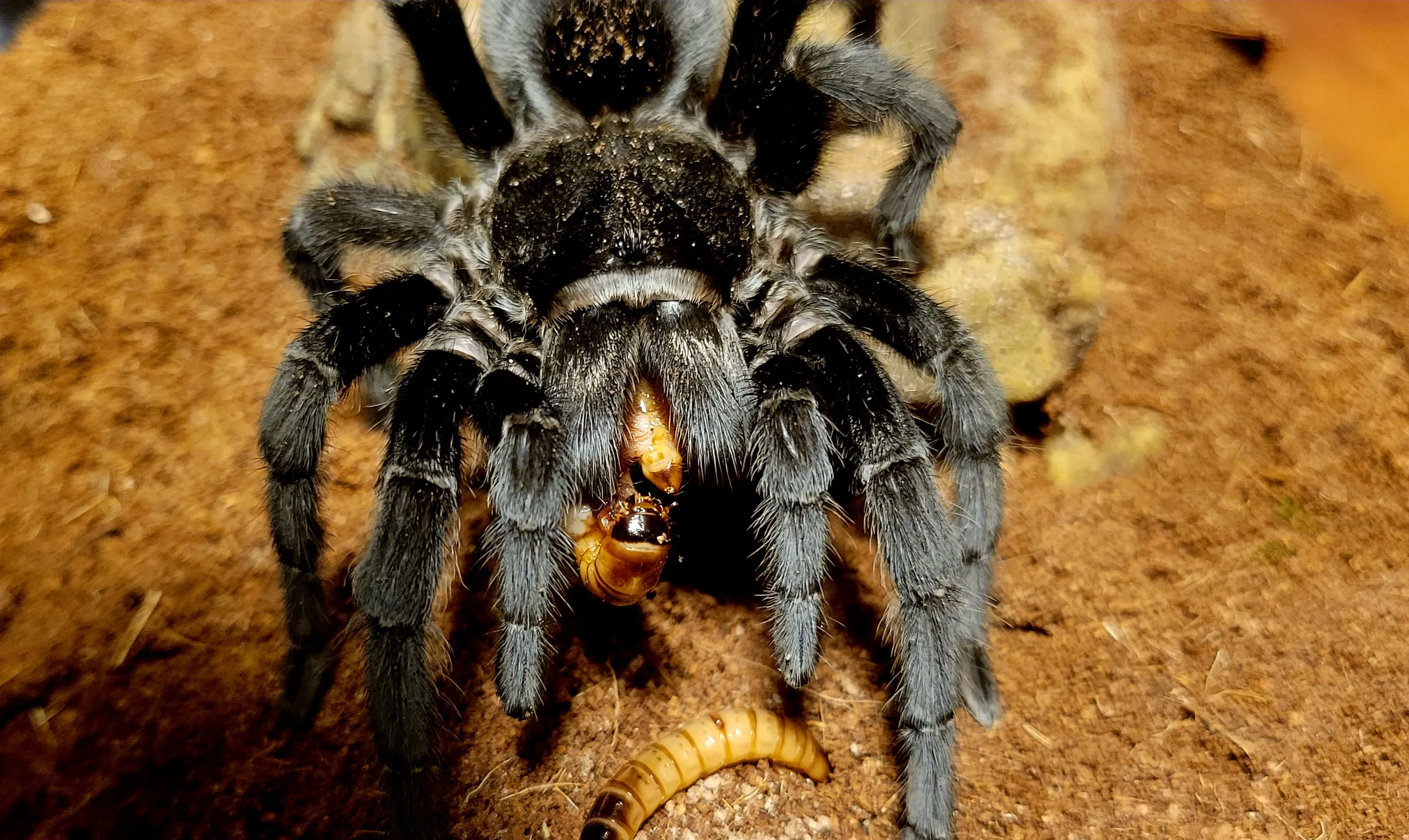 17180 grammostola tarantula feeding