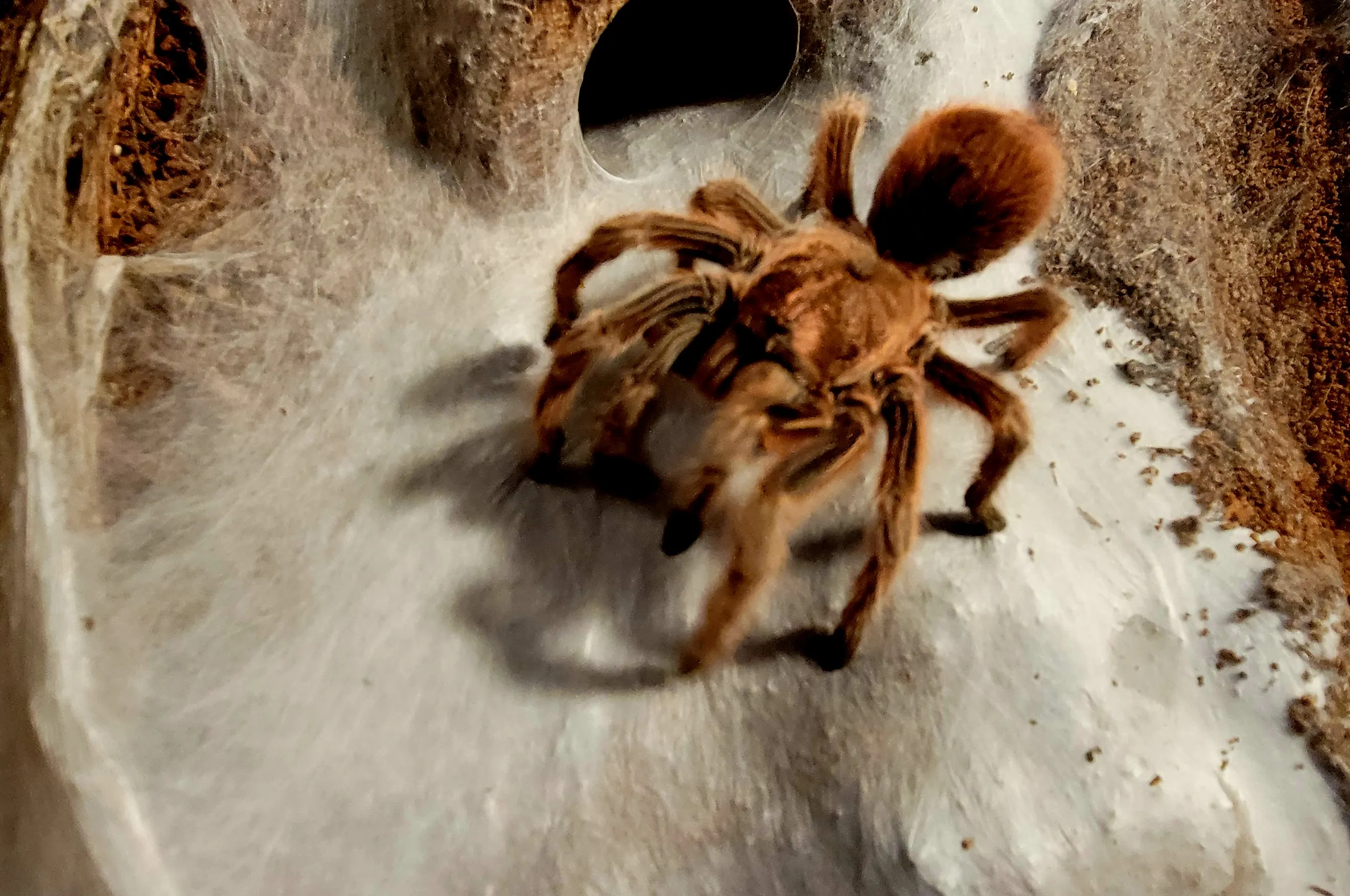 17180 grammostola tarantula habitat