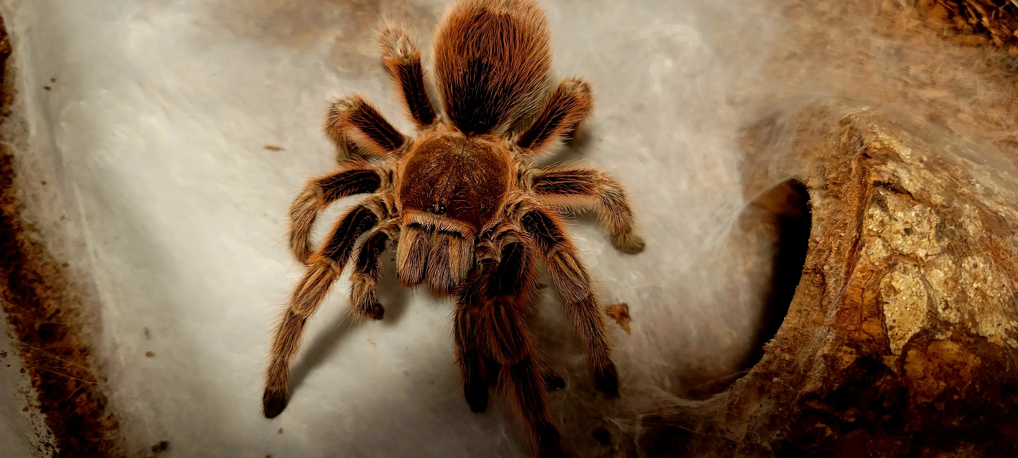 17180 grammostola tarantula handling