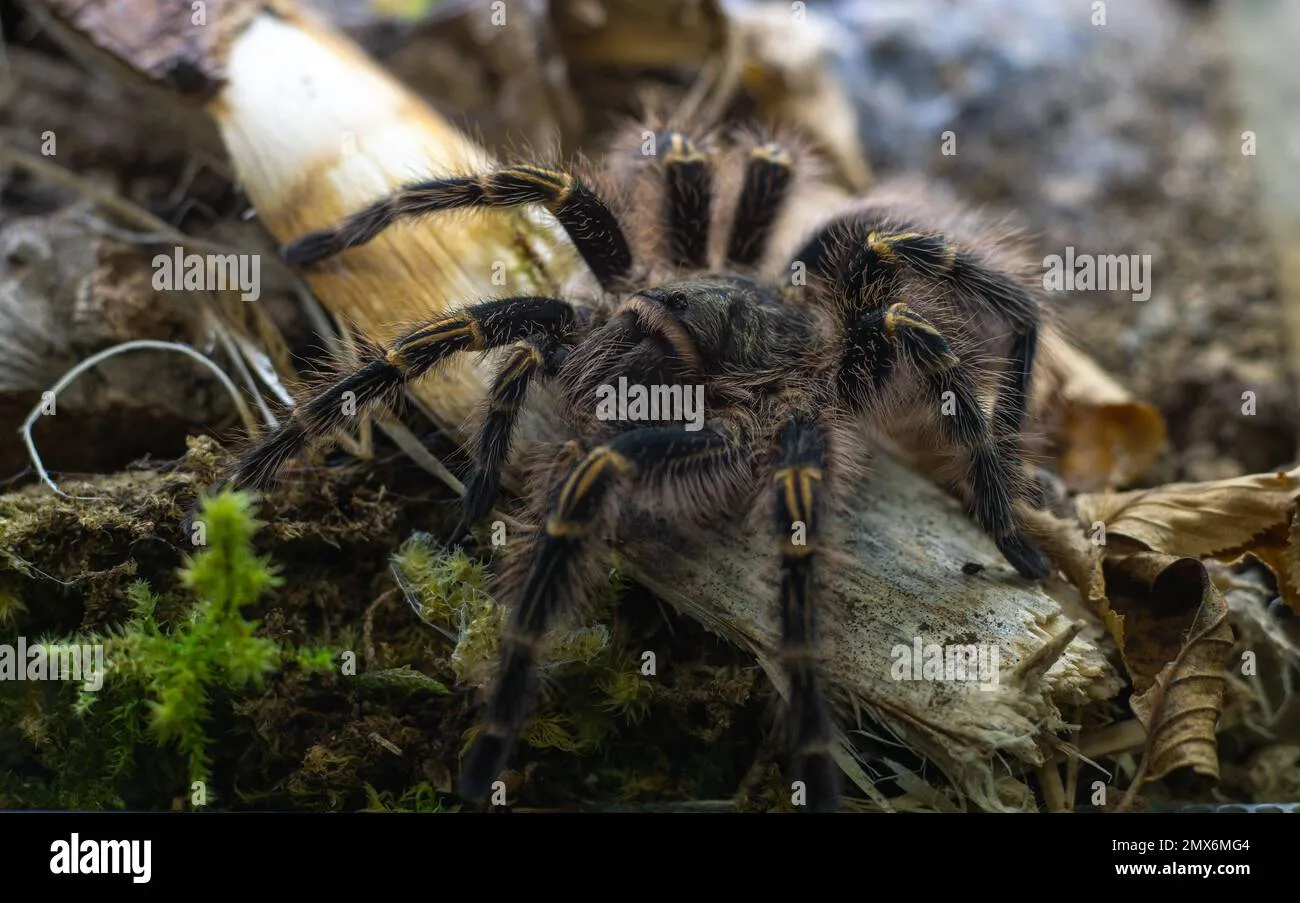 17180 grammostola tarantula molting