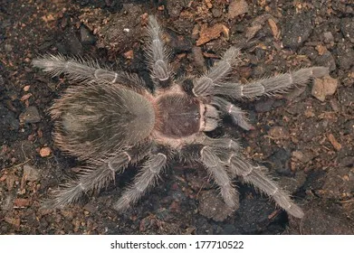 17180 grammostola tarantula substrate
