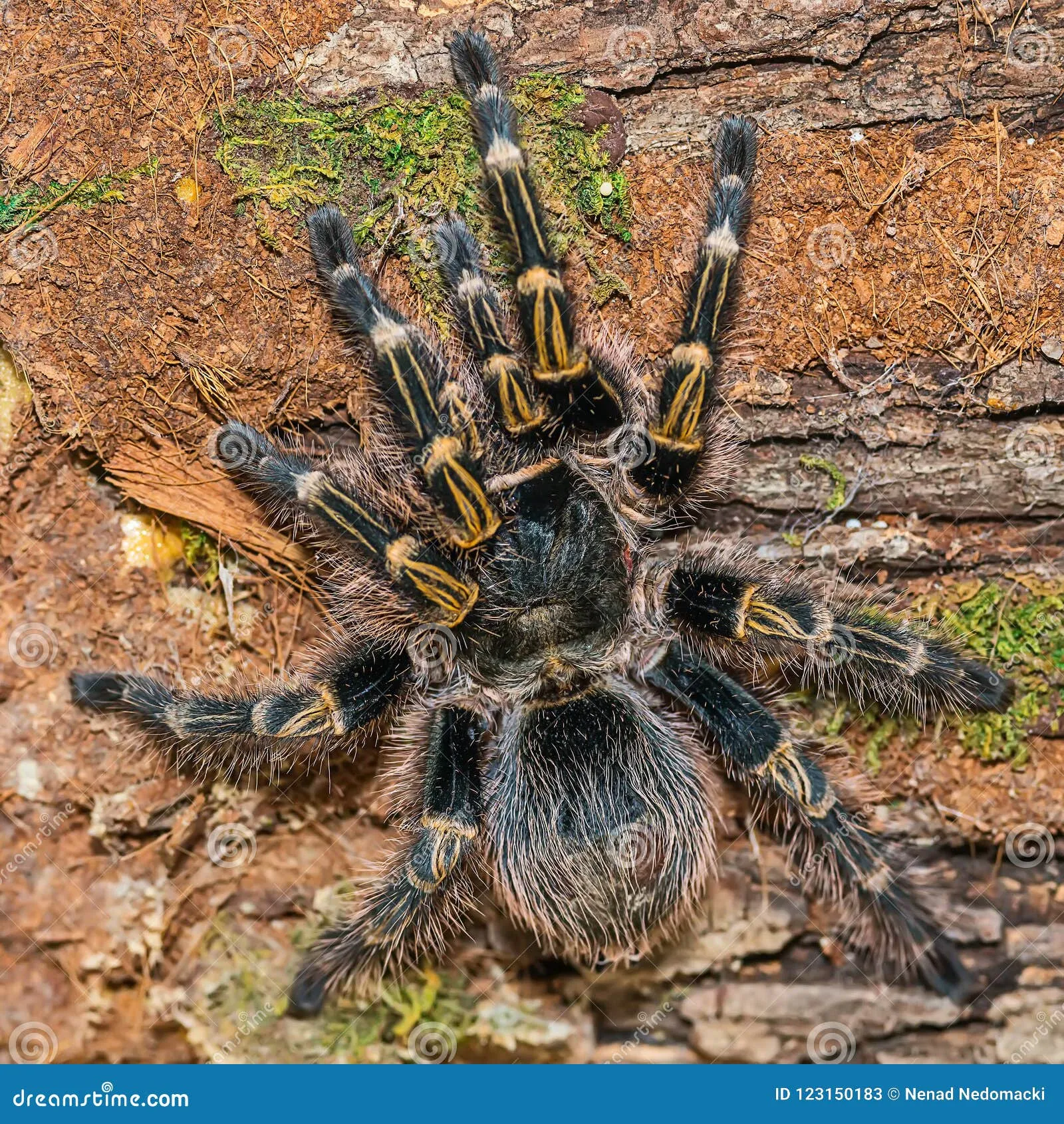 /img/17180-grammostola-tarantula-watering.webp