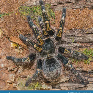 /img/17180-grammostola-tarantula-watering.webp