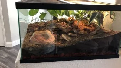 17181 best tarantula enclosure 2