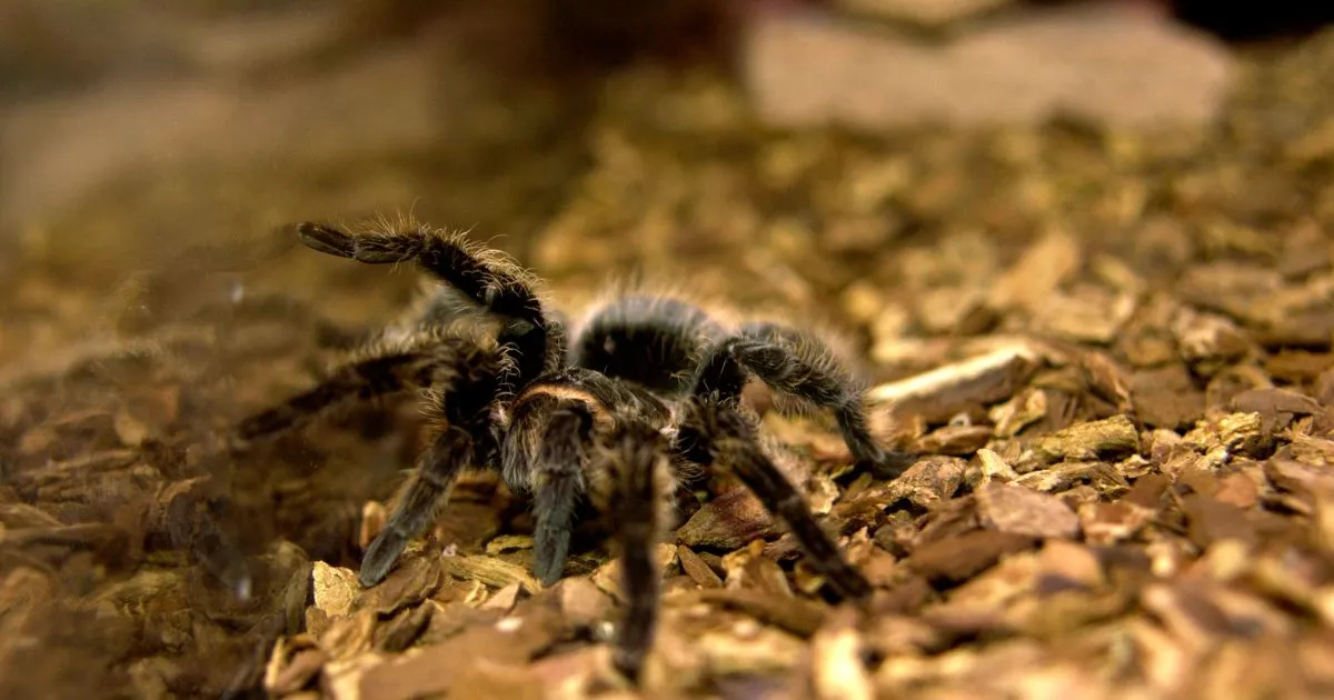 17181 terrestrial tarantula enclosure