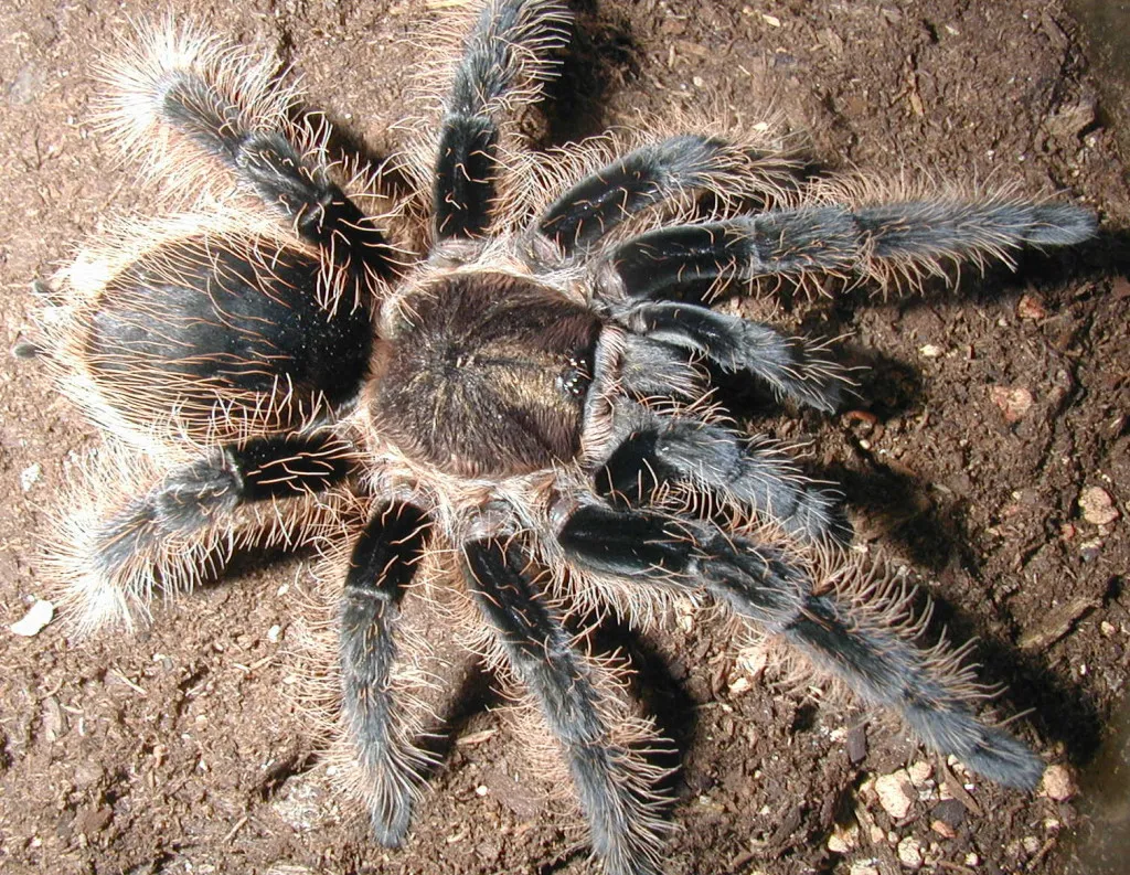17183 tarantula enclosure