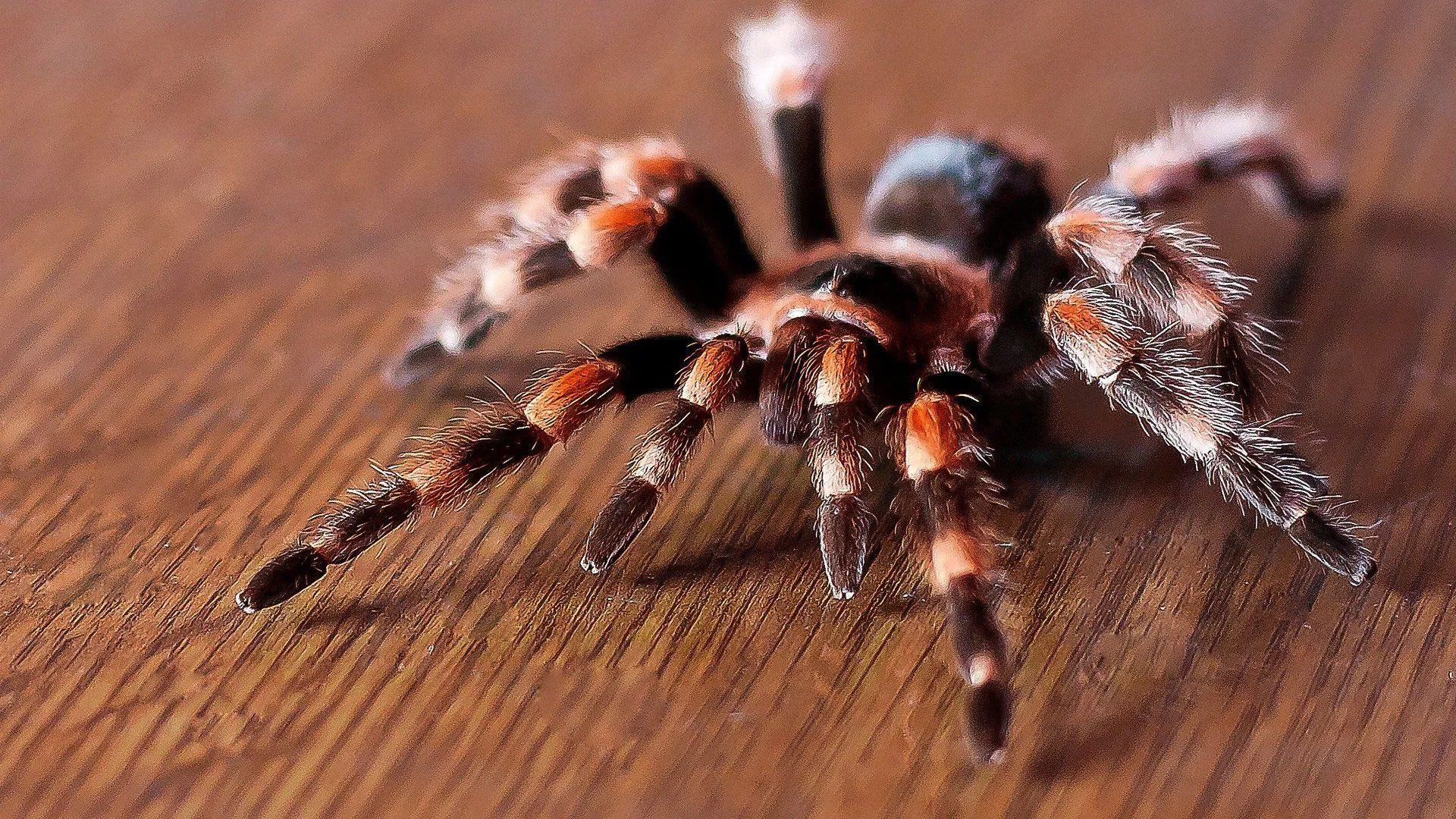 17183 tarantula feeding